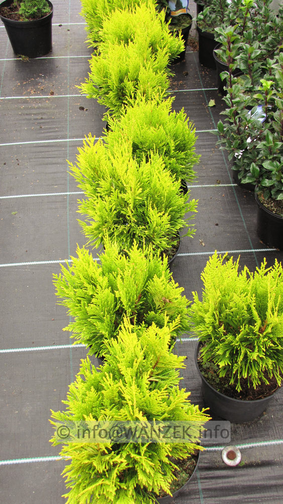 Thuja plicata Goldy - small.jpg